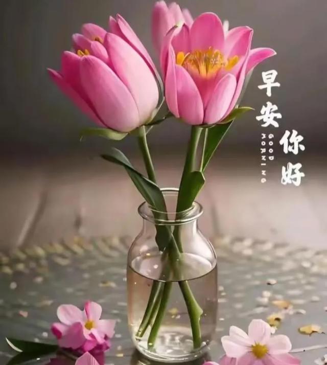 2025年7月29日早上好 早上好温馨问候语 最新早安精美图片 周二愉快