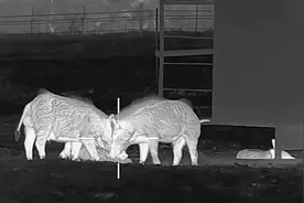 美国农场主夜间狙击野猪：34只捕获展现黑科技实力图片