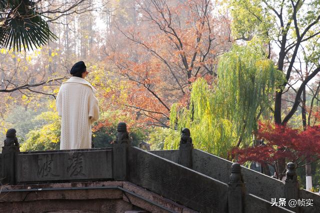 层林尽染，上海红叶特色公园闵行红园枫叶色彩斑斓进入最佳观赏季