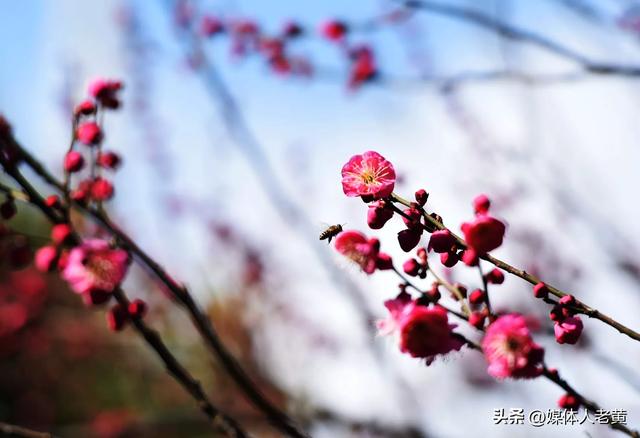 六盘水市水城河畔冬樱和梅花盛开鸟语花香引客来