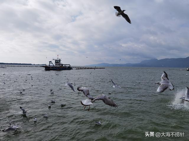 云南行·记·昆明篇D5昆明游最后一站，打卡滇池，与红嘴鸥悠然相遇