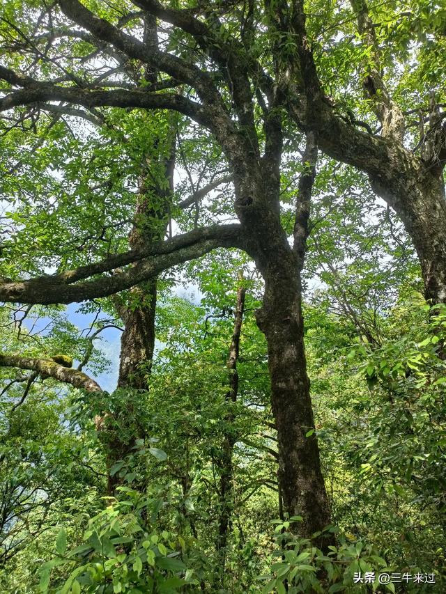 无为在歧路，贵州六日行（15）～梵净山