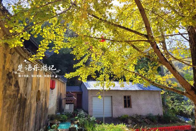 这里不愧是文化名村与景区村庄，银杏与红枫相映，美得一塌糊涂