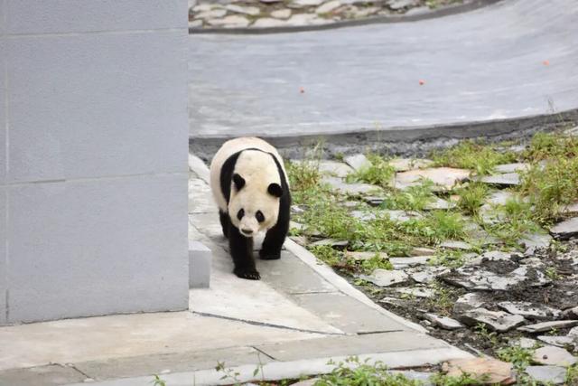 秋假福利持续至本周末！免票游雅安的快乐要一接再接！