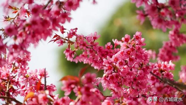 山涧茶垄樱似霞 建水云龙山冬日樱韵正当时