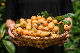 枇杷又成为关注焦点？大夫忠告：枇杷有5大好处，但4类人要注意禁忌！图片