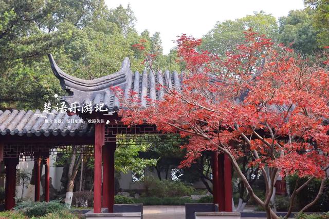 浙江宁波这个小园林被人忽略，但是银杏真是太美了，乌桕也是一绝