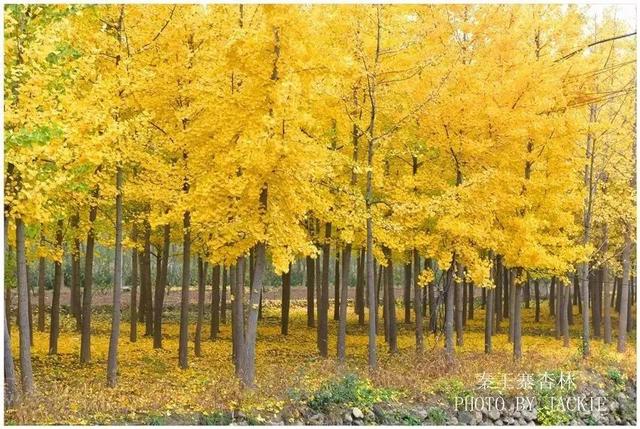 速进！国庆潼关旅游线路来了→季节特色游线