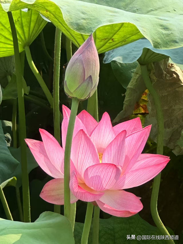 荷花朵朵，夏意满高新！