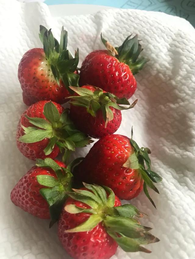 《再见，荷兰》