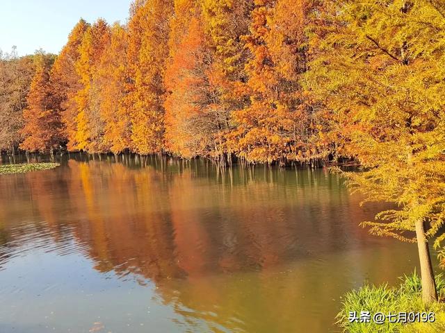 明孝陵探秘之燕雀湖邂逅落羽杉