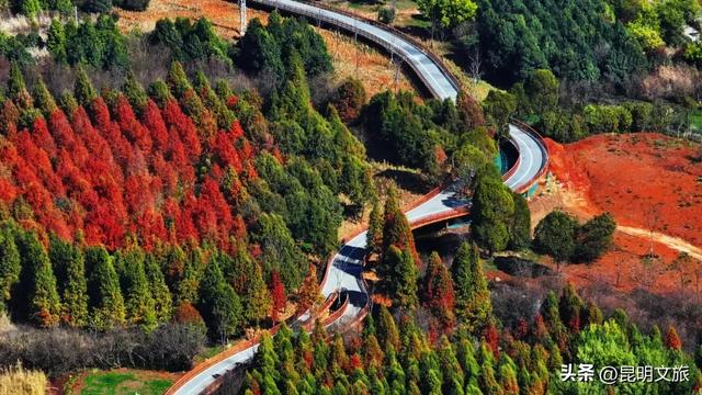 “红”爆！是谁还没有Get昆明的冬天？你知道12月的滇池有多绝？周末冲~