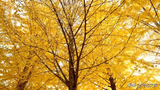 绝美！今天石家庄这个“金色海洋”吸引众人打卡！