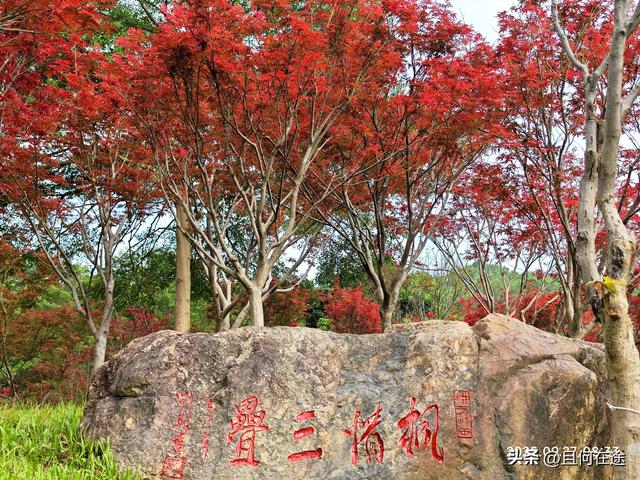 帽峰⼭:山顶有广州最古老岩石，这里红叶，为何在9月就如此红艳？