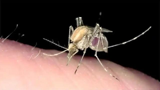 为何你总被蚊子咬？科学家赴音乐节“喂蚊”，揪出4大招蚊习惯