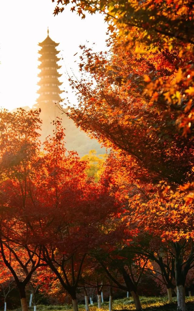 这样的张家港,我“All in”了!