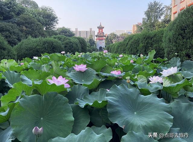 成都第二波荷花开了，环境清凉，比第一波更震撼人心，不要门票！