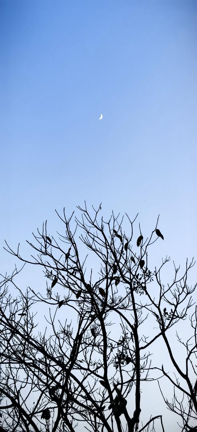 花楸山冬季物语