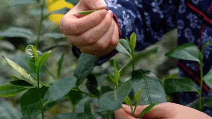 免费、优惠！“双节”假期游枣庄！这份攻略请查收→（山亭、市中篇）