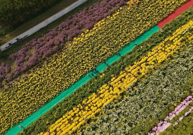 秋日撒欢？到温县赏七彩菊→