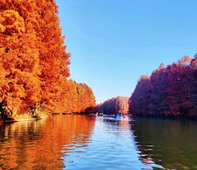 奉贤海湾森林公园红杉林美哭，带娃玩足一整天不重样。面积特别大