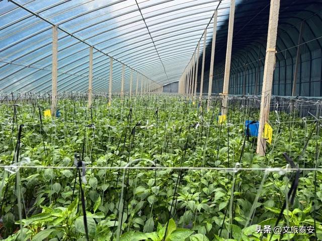 解锁「美拉德」色系！东平的秋天是懂氛围感的，朋友圈晒这些图绝对赢麻！