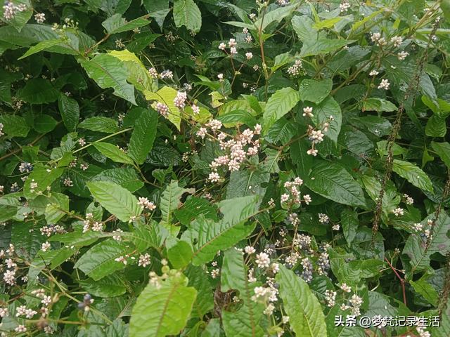 和老人相处是一个修炼的过程，阴天湿漉漉的我还是把茶树修剪完了