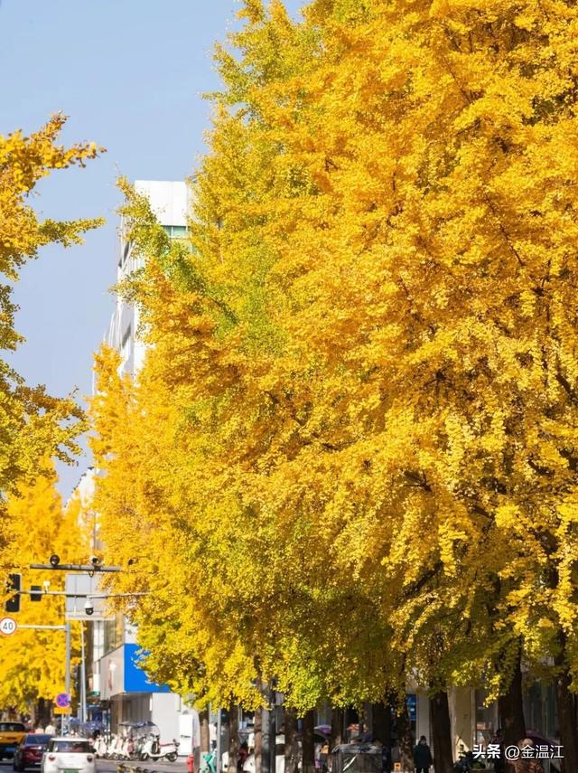 在“杏”福满满的大南街！这样拍超出片