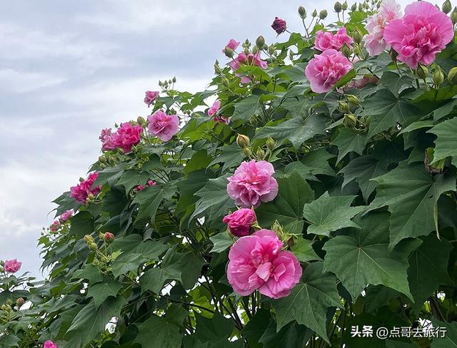 成都芙蓉花开爆了，成都人的私藏，不要门票，冷门却超级惊艳！