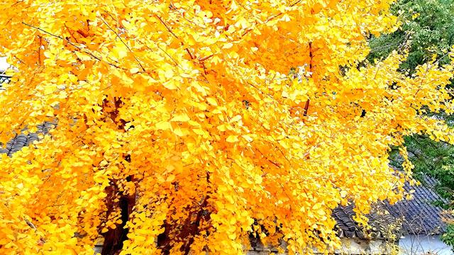 银杏铺金时,赴一场惠山古镇的秋约