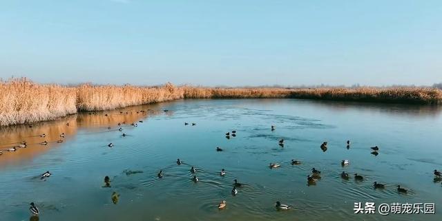 科克布云水库现热闹非凡，白天鹅悠闲游弋，大雁白鹭共舞水上芭蕾