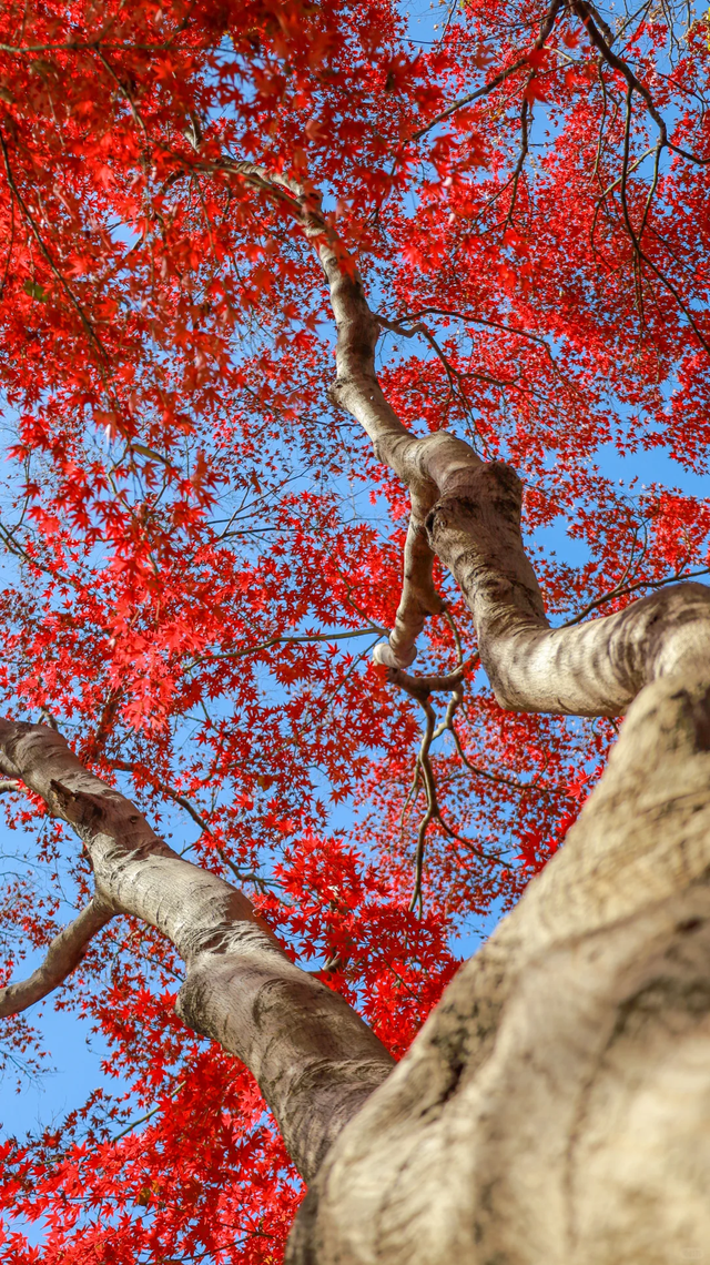 《长沙秋韵地图》发布！这抹限定绚烂，再不去就晚了