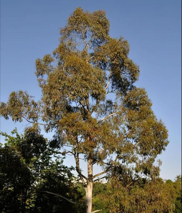 日本和美国早已禁种，那中国为何依然大力种植？背后的原因不简单