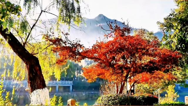 视觉画册｜醉美畲乡景宁：一季枫红燃情似火，半河光影温润如诗