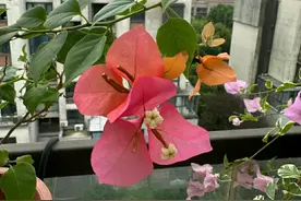 给三角梅催花，教你一个“高效”催花法，10天长满花苞图片