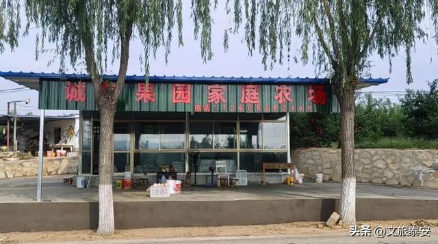 品爆汁肥桃！赏花路秋景！泰安 “小胖城” 一日游就该这么玩！