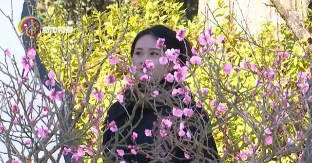 “早梅发高树，迥映楚天碧” 黑龙潭梅花初绽 ，约吗？