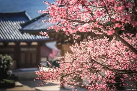“开春吃花”，在江西，春味的花花怎么吃图片