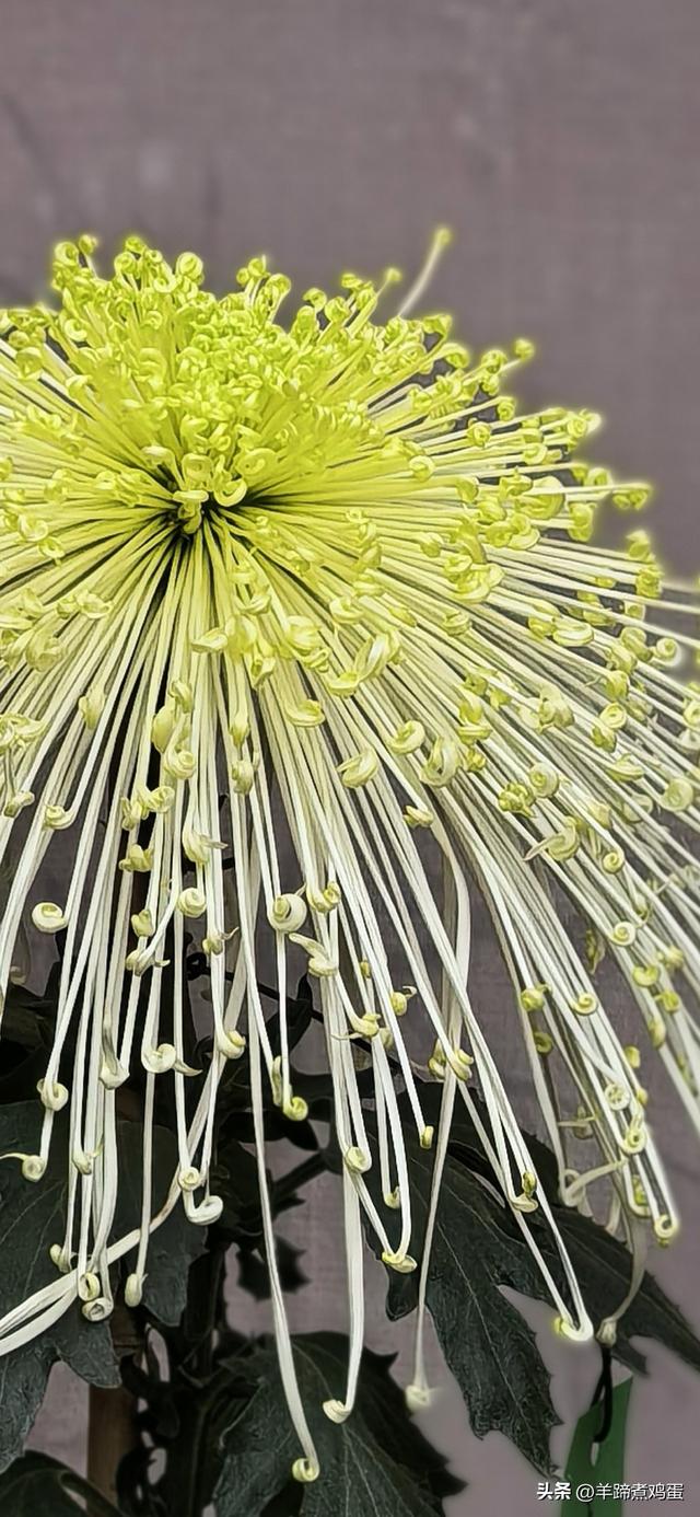 秋风独宠一园菊，晚来香艳出樊篱——北京北海公园2025年菊花展