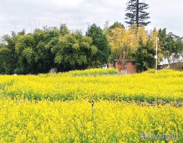 成都最美的古风油菜花田，坐在花田中免费看大飞机，公交车直达！