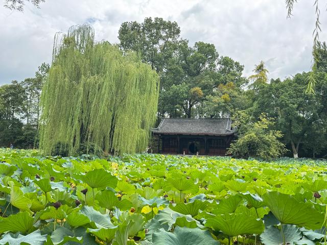 桂湖公园
