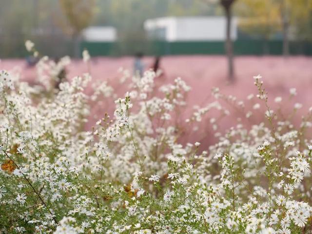 在顺义这些宝藏公园邂逅斑斓秋景——