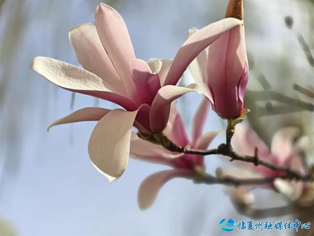 玉兰开时，赴一场春日之约