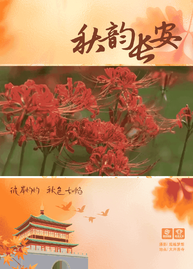 西安这抹秋日限定绯红，美到窒息！