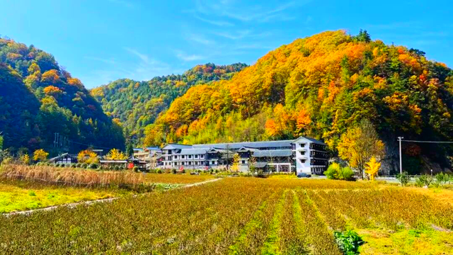 广元不远 周末优选 | 秋色短暂，曾家山赏秋路线来啦！