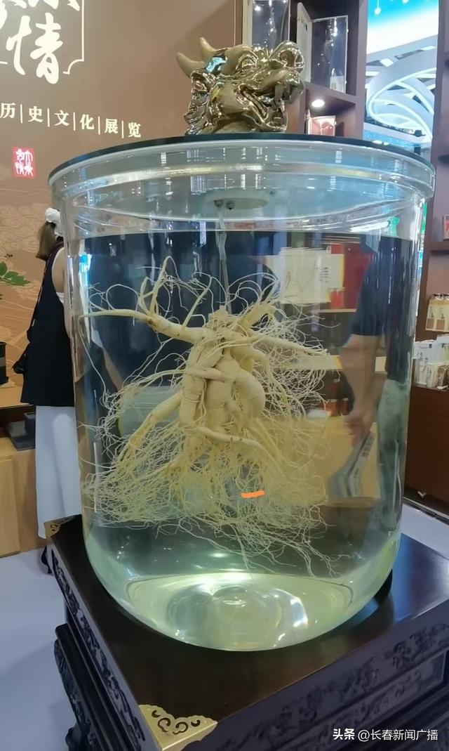 长春农博会官参局展区：盖印章、品参茶、看演绎 解锁东北人参历史密码
