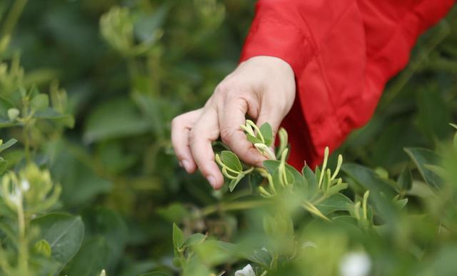 河南杀出黑马！郑州洛阳都懵了，这座小县城靠什么吸金 45 亿