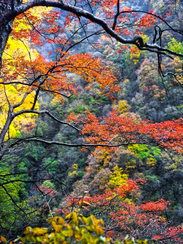 The Qinling Mountains in painted splendor｜秦岭彩叶大赏，美到“巅峰”