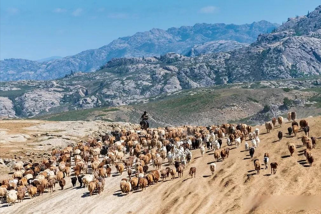 月薪8000留不住人，牧民靠万亩草场维生，新疆的上限下限超乎想象