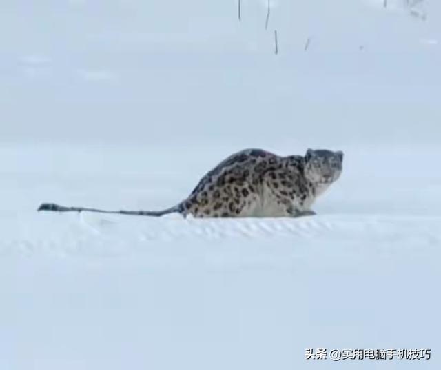 雪豹咬人内幕曝出！村支书还原真相	，央视发文怒批，当事人被打脸